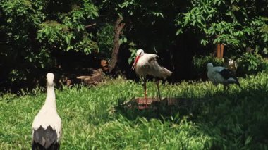 Bereketli yeşil bir ortamda, yaban hayatının çeşitliliğini gösteren leylekleri gösteren sakin bir sahne..