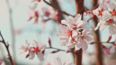 İlkbaharın zarafetini ve huzurunu güzel bir şekilde temsil eden kiraz çiçeklerinin çarpıcı yakın plan görüntüsü.