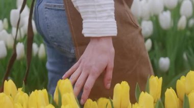 Güzel bir tarlada güzel beyaz lalelerle çevrili sarı laleler üzerine nazik ve yumuşak bir dokunuş.