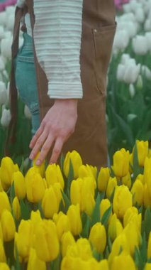 Şaşırtıcı derecede güzel bir sahnede, bir el nazikçe ve sevgiyle çiçek açan bir bahçedeki canlı sarı lalelere dokunur.