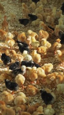 Canlı ve canlı bir sahne, çeşitli tatlı piliçlerin sıcak, doğal ortamlarda mutlu mesut oynamalarını gösteriyor.