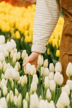 Bir el nazikçe dokunuyor çiçeklerle çevrili beyaz laleler güzel korunmuş bir bahçede.