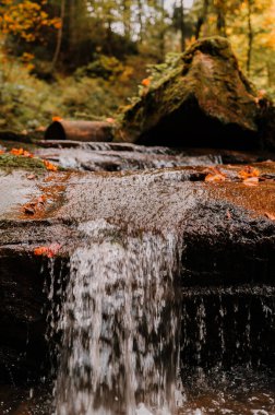 Huzurlu bir dere, etrafını çevreleyen canlı sonbahar yapraklarıyla çevrili sakin bir ormanın içinden yavaşça akar.