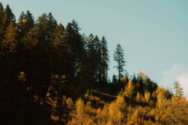Açık mavi gökyüzünün altında parlak altın yapraklarla süslenmiş ağaçların yer aldığı nefes kesici ve çarpıcı bir sonbahar sahnesi.