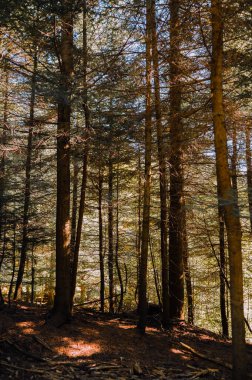 Güneşli bir ormanın sakin ve sakin manzarası. Uzun ağaçlar ve yaprakların arasından süzülen yumuşak bir ışık.