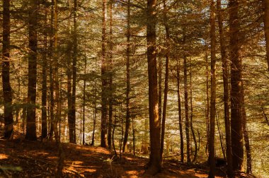 Kendini, yükselen ağaçlar ve doğanın rahatlatıcı atmosferiyle dolu güneşli bir ormanın huzurlu atmosferine daldır.