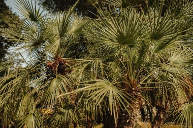 Canlı palmiye ağaçları, sakin ve sakin bir ortamda yemyeşil, yemyeşil ve yemyeşil bir güzellikle çevrilidir.