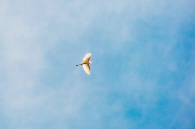 Canlı ve renkli bir kuş zarif bir şekilde yükselir sakin mavi gökyüzüne doğru, kusursuz bir şekilde güzelliği yakalar.