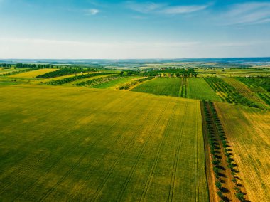 Havadan bakıldığında yemyeşil tarlalar ve tamamen açık mavi gökyüzüne karşı nazikçe yuvarlanan tepeler sergilenir.