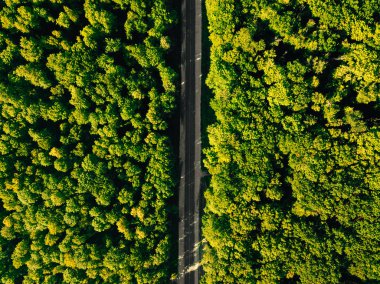 Nefes kesici, görkemli bir hava görüntüsü. Çevrede canlı, yemyeşil, yoğun yeşillik tarafından çevrelenmiş dolambaçlı bir yolu yakalıyor.