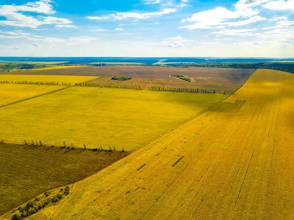 Hava manzarası, güzel bir gökyüzüne karşı yemyeşil benekli geniş bir altın tarla manzarası sergiliyor.