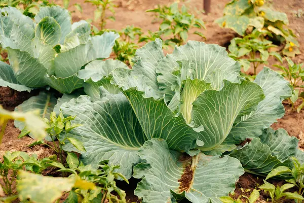 Lahana bitkileri besleyici topraklarda büyür, sürdürülebilir bir bahçede canlı yeşil yapraklar sergilerler.