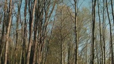 Berrak mavi gökyüzünün altında uzun ve çıplak ağaçlar barındıran dolambaçlı bir orman yolunun huzurlu ve huzurlu manzarası.