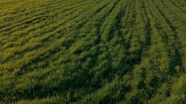 Bu çarpıcı hava görüntüsü günbatımında canlı yeşil bir alanın karmaşık desenlerini güzel bir şekilde gösteriyor.