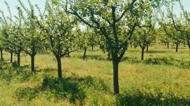 Bereketli, yemyeşil bir meyve bahçesinin nefes kesen manzarası. Parlak gün ışığında canlı yeşillik.