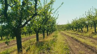 Berrak mavi bir gökyüzünün altında, toprak bir patikanın yanında canlı ağaçlarla dolu, gelişmekte olan bir meyve bahçesinin huzurlu ve resimsel bir görüntüsü.