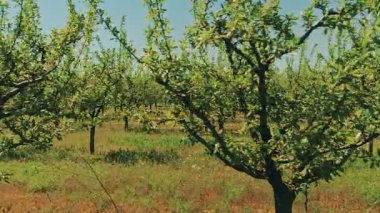 Berrak mavi gökyüzünün altında yemyeşil yemyeşil, sağlıklı ağaçlarla dolu canlı ve gelişen bir meyve bahçesi keşfedin.