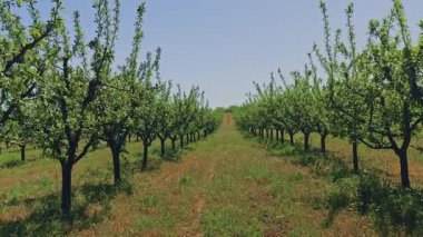 Parlak mavi bir gökyüzünün altında sallanan ağaçlarla dolu bir meyve bahçesinde huzurlu bir gezintinin tadını çıkarın.