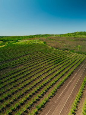 Canlı bir üzüm bağının göz kamaştırıcı görüntüsü mavi gökyüzüne karşı sıralanmış üzüm bağlarını sergiliyor..