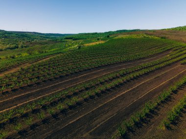 Canlı, el değmemiş bir üzüm bağının göz kamaştırıcı hava manzarası zengin yeşillik ve çiftlik desenleri sergiliyor..