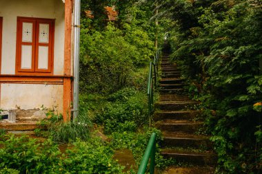 Huzurlu ve huzurlu bir bahçe sahnesi. Yeşillik, canlı yeşillik ve kırsal bir evin yanında büyüleyici bir merdiven.