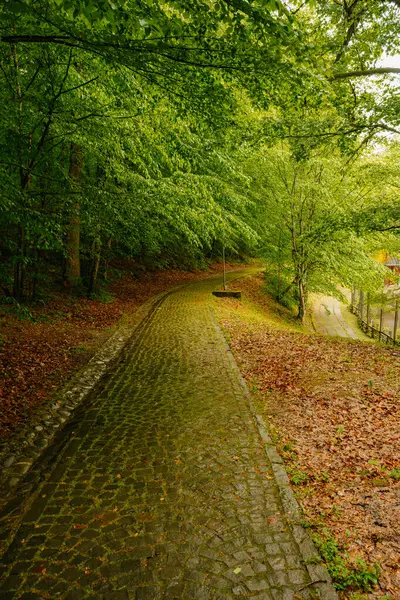 Canlı yeşilliklerle çevrili sakin bir kaldırım yolu huzurlu bir orman ortamında uzanıyor.