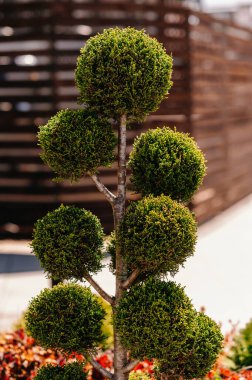 Güzel manikürlü bir ağaç heykeli modern dış mekanlara güzellik ve zarafet katar.