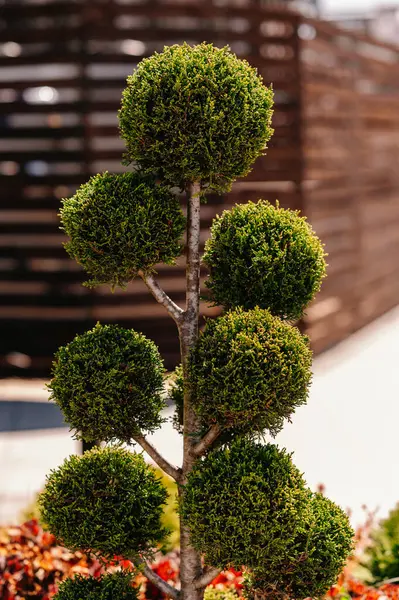 Güzel manikürlü bir ağaç heykeli modern dış mekanlara güzellik ve zarafet katar.