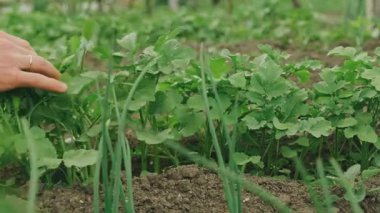 Zengin topraklarda yeşillik yetiştirme eğiliminde olan bir el dikkatli bahçıvanlık ve tarım uygulamalarını betimliyor..