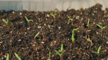 Besin değeri yüksek topraklarda filizlenen fideleri izleyin, doğal gelişimin ve canlılığın güzelliğini gösterin.