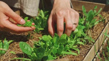Kendini işine adamış bir bahçıvan dikkatlice taze, canlı ıspanak yapraklarını topluyor.