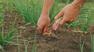 Bir bahçıvan verimli topraktan canlı soğanlar hasat etmekte ustaca sürdürülebilir tarım uygulamaları sergiliyor.
