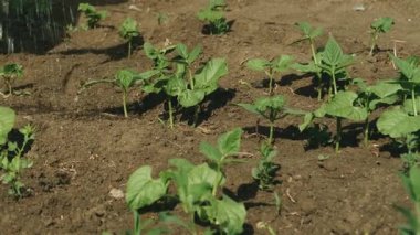 Tarım ve bahçıvanlıkla ilgili konular için mükemmel olan sağlıklı genç bitkiler nazikçe sulanıyor.