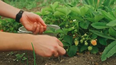 Gelişen ve yemyeşil bir bahçeden olgun çilekleri dikkatlice toplama sürecinin tadını çıkarıyorum.