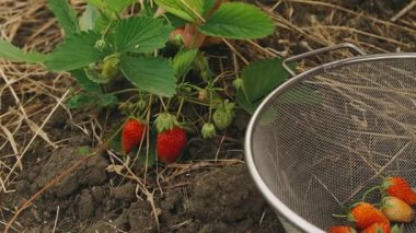 Bir el, bahçede bulunan sağlıklı bir çilekten olgun, canlı çilekler topluyor.