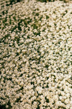 Narin beyaz çiçeklerden oluşan canlı bir deniz zarif bir şekilde toprağı kaplıyor ve doğaya zarif bir güzellik getiriyor.