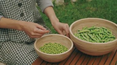 Taze bezelyeleri yemyeşil ortamda kabuklayan, organik bahçıvanlık ve hasat yardımları sergileyen biri..