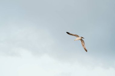 Görkemli ve görkemli bir kuş bulutlu bir gökyüzünde zarif bir şekilde yükselir ve gerçek özgürlüğün özünü yakalar.