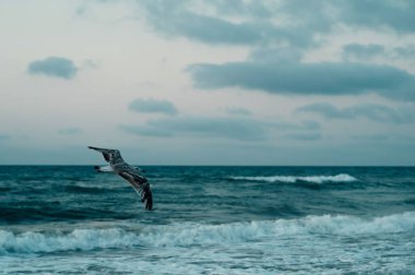 Zarif bir martı, alacakaranlıkta sakin okyanusun üzerinde süzülür. Huzurlu sahili mükemmel bir şekilde yakalar.