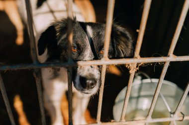 Umut dolu bir köpek kafeste oturup birinin onu evlat edinmesini ve ona özenle dolu bir yuva vermesini bekler.
