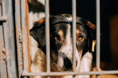 Bir köpek, barınak parmaklıklarından uzun uzun bakar. Geleceği için derin şefkat ve umut duyguları uyandırır.
