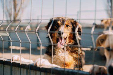 Bir barınakta, neşeli ve sevimli bir köpek çitin arkasından bakar. Sevgi dolu ve sıcak bir ev için can atar.