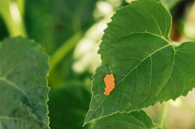 Canlı turuncu bir böceğin yemyeşil bir yaprağın üzerindeki görüntüsü doğanın güzelliğini detaylarıyla gözler önüne seriyor.