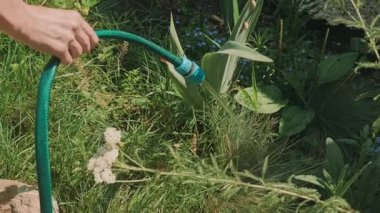 Canlı bir bahçede yeşil bir hortum kullanarak canlı ve renkli bitkileri dikkatlice sulayan bir elin yakından görüntüsü.