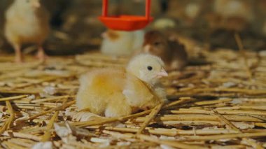 Sevimli küçük civcivler sıcacık ve besleyici bir çiftlik ortamında eğlenerek çevresini keşfediyorlar.