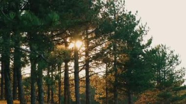 Göz kamaştırıcı güneş ışınları, huzurlu ve sakin ormandaki uzun ve görkemli ağaçları delip geçiyor.