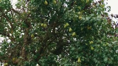 Çok canlı bir armut ağacı, olgunlaşmış meyvelerle dolu, doğanın inanılmaz cömertliğini ve güzelliğini sergiliyor.