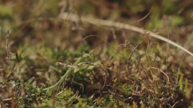 Doğal ortamında gelişen peygamberdevesinin büyüleyici ve çetrefilli detaylarını incele.