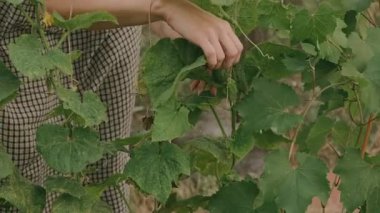 Bir insan tarladaki yemyeşil salatalıklar arasında olgun salatalıklar topluyor.