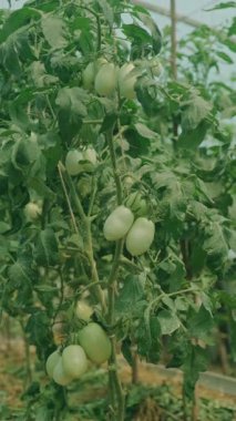 Taze yeşil domatesler serada güzelce olgunlaşıyor. Tarım ürünlerini sergilemek için mükemmel.